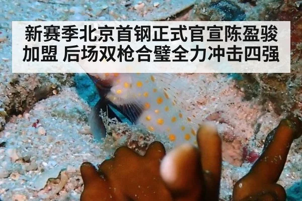 新赛季北京首钢正式官宣陈盈骏加盟 后场双枪合璧全力冲击四强